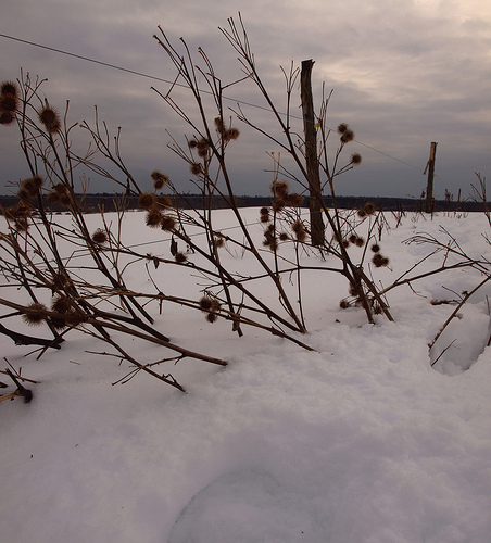 electric fence3